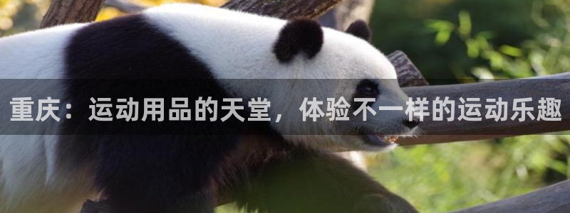 征途国际官方客服电话：重庆：运动用品的天堂，体验不一样的运动